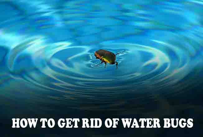 How To Get Rid of Water Bugs