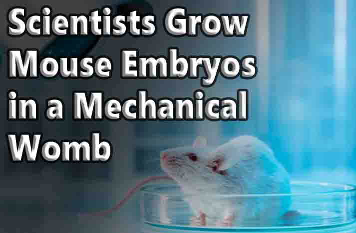 Scientists Grow Mouse Embryos in a Mechanical Womb